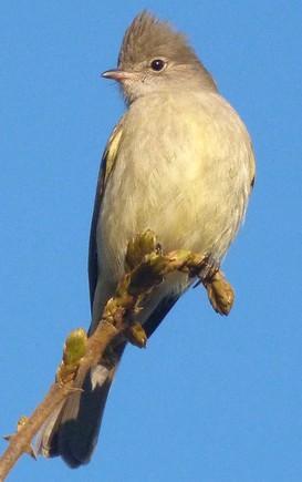 152 NOME POPULAR: Guaracava-de-barriga-amarela NOME EM INGLÊS: Yellow-bellied Elaenia NOME CIENTÍFICO: Elaenia flavogaster (Thunberg, 1822) FAMÍLIA: Tyrannidae (Vigors, 1825) Fotografia: Cauê Rosetto