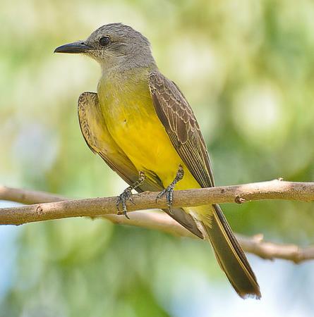 15 NOME POPULAR: Suiriri NOME EM INGLÊS: Tropical Kingbird NOME CIENTÍFICO: Tyrannus melancholicus (Vieillot, 1819) FAMÍLIA: Tyrannidae (Vigors, 1825) Fotografia: Marcelo Jordani Feliti (2011)