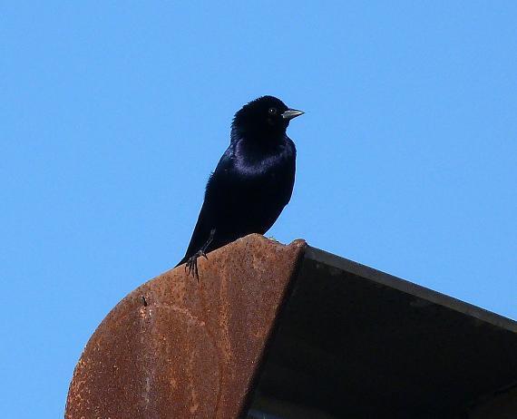 macho de vira-bosta (Molothrus bonariensis)