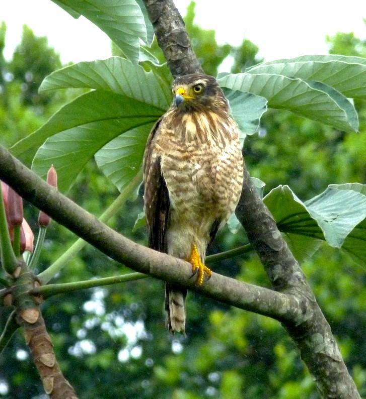 9 NOME POPULAR: Gavião-carijó NOME EM INGLÊS: Roadside Hawk NOME CIENTÍFICO: Rupornis magnirostris (Gmelin, 1788) FAMÍLIA: Accipitridae (Vigors, 1824) Fotografia: Cauê Rosetto Reis (2011)