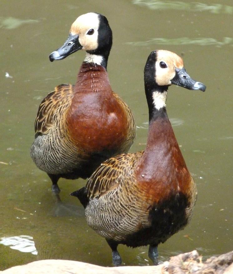 95 NOME POPULAR: Irerê NOME EM INGLÊS: White-faced Whistling-Duck NOME CIENTÍFICO: Dendrocygna viduata (Linnaeus, 1766) FAMÍLIA: Anatidae (Leach, 1820) Fotografia: Cauê Rosetto Reis (2011)