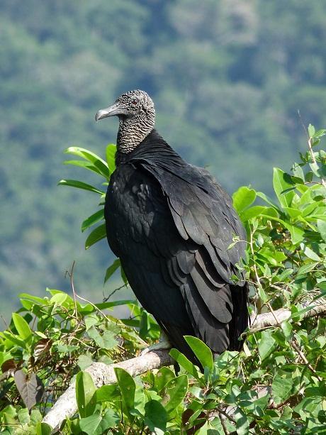 98 NOME POPULAR: Urubu-de-cabeça-preta NOME EM INGLÊS: Black Vulture NOME CIENTÍFICO: Coragyps atratus (Bechstein, 179) FAMÍLIA: Cathartidae (Lafresnaye, 189) Fotografia: Cauê Rosetto Reis (2012)