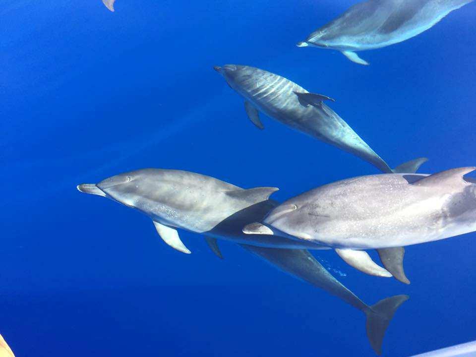 Esta actividade inicia-se no Chão da Lagoa em pleno Parque Ecológico do Funchal a aproximadamente 1500m de altitude.