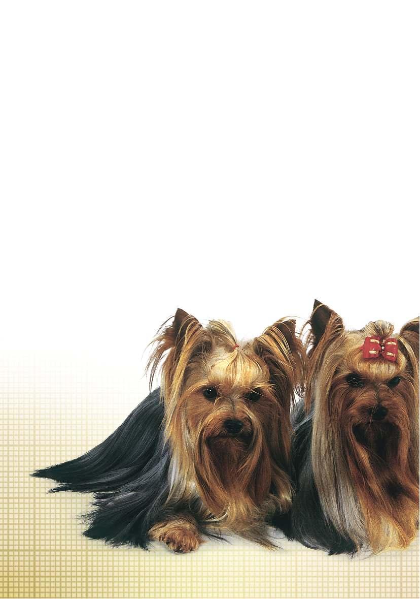 Um excelente companheiro com um caráter muito forte Um cão único sob todos os aspectos O enorme sucesso do Yorkshire Terrier - um dos mais populares cães de pequeno porte - tem se mantido ao longo de