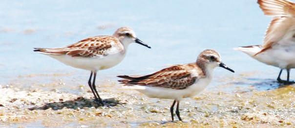 Preservando Nossas aves As aves costeiras estão sujeitas tanto à maneira como tratamos o mar quanto à forma como lidamos com a terra.
