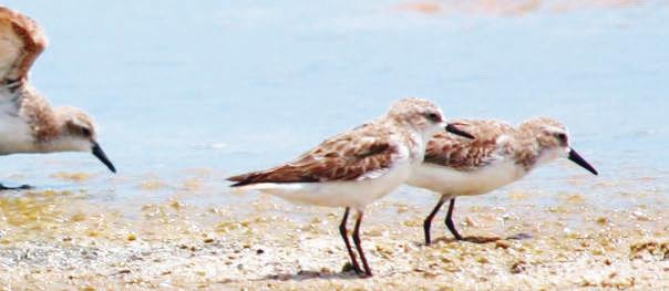 Mais de um quinto das aves criticamente em perigo de extinção no Brasil são costeiras ou marinhas.