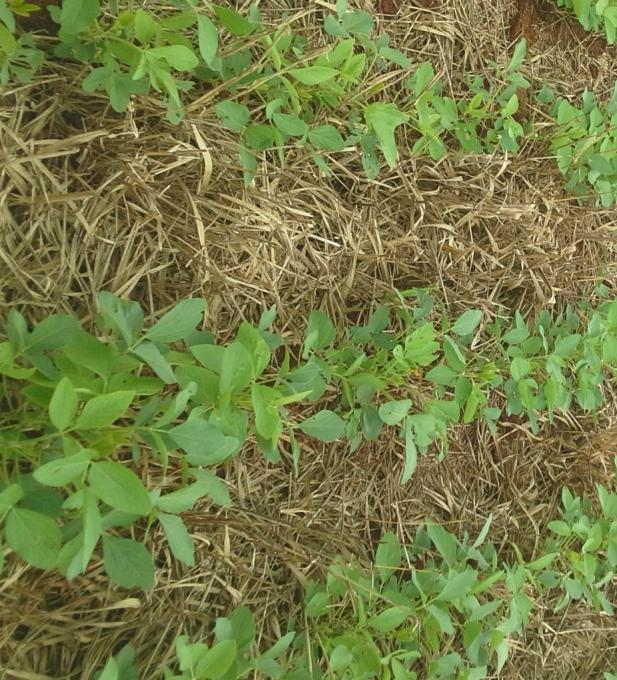 206 ISSN 1679-0472 Dezembro, 2015 Dourados, MS Foto: Rodrigo Arroyo Garcia Sucessão soja/soja safrinha em Mato Grosso do Sul: um modelo de produção com sustentação agronômica?