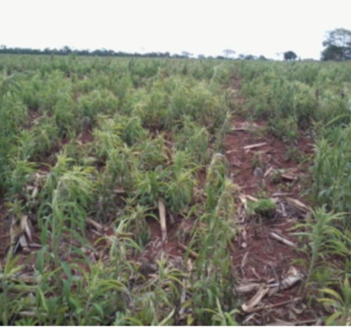 4 Sucessão soja/soja safrinha em Mato Grosso do Sul: um modelo de produção com sustentação agronômica?