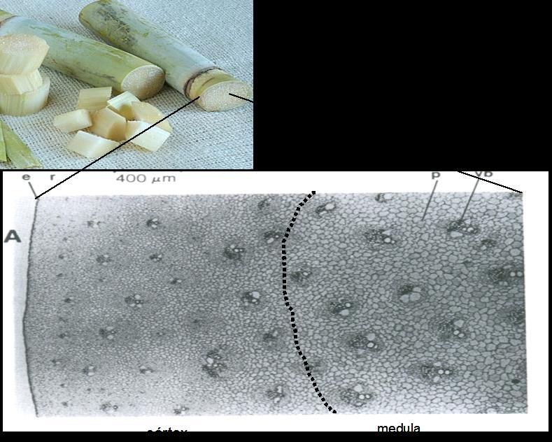 24 A Células de parênquima B Feixes de fibras Vasos Figura 1: A - Ilustração das diferentes regiões