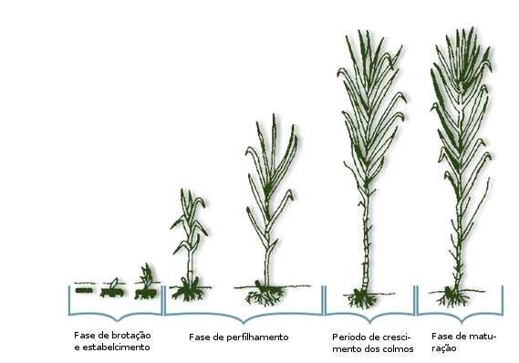 21 Fase de brotação e estabelecimento Fase de perfilhamento Período de crescimento dos colmos Fase de maturação 20 a 40 dias 90 a 120 dias 180 a 210 dias 60 a 90 dias Figura 8 Estádios fenológicos da