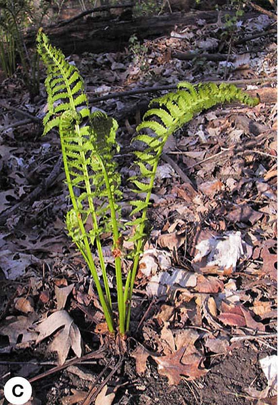 Osmunda