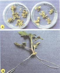 1526 M. FÁRI et al. TABELA 1. Freqüência de indução de regeneração in vitro de tomateiro cultivares IPA-5 e IPA-6 1.