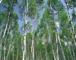 Bétula Betula celtiberica Família: Betulaceae Espécie folha caduca; mónoica Altura: Até 20m