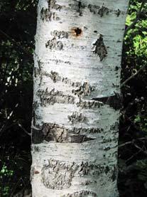 Bétula Betula celtiberica Nas árvores jovens, o tronco e os ramos, tecido suberoso com cor branca. Nas árvores mais velhas, fendilhamento da casca. Só ocorrem espontâneamente nas terras altas.
