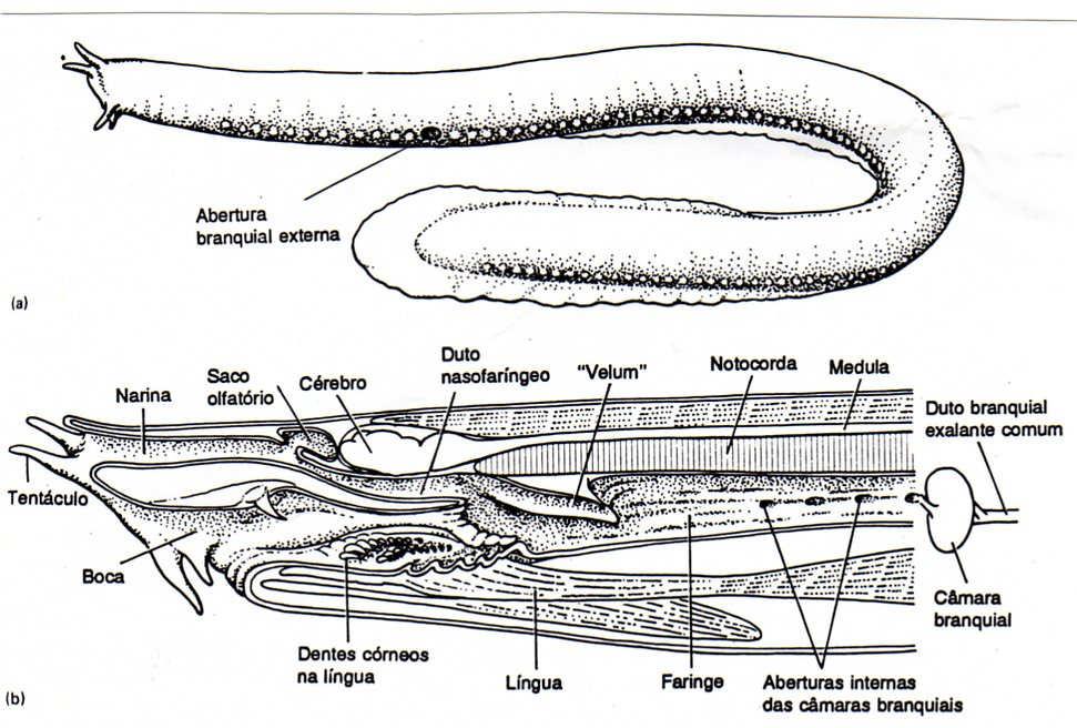 AGNATHA PEIXES SEM MAXILAS Cyclostomata (cyclo = circular + stoma = boca) Myxinoidea peixes-de-muco ou feiticeiras Exclusivamente marinhos Distribuição ampla Em águas profundas