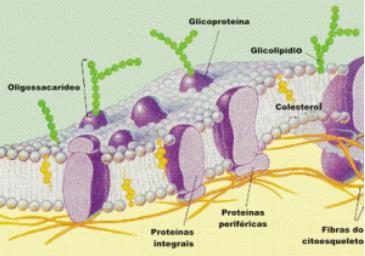 Organelas Celulares 2 Organelas são estruturas presentes nas células, comuns a muitos tipos delas. Isto é, são compartimentos celulares limitados por membranas.