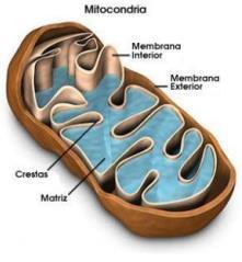 4- MITOCÔNDRIAS- As mitocôndrias são as principais organelas celulares. Presentes nas células eucariontes, elas são responsáveis pela produção de energia no interior da célula.