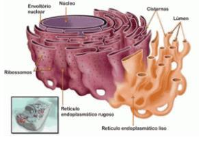 São formadas por duas membranas fosfolipídicas, uma externa semelhante á membrana plasmática, e outra interna, com várias ondulações, conhecidas como invaginações internas.