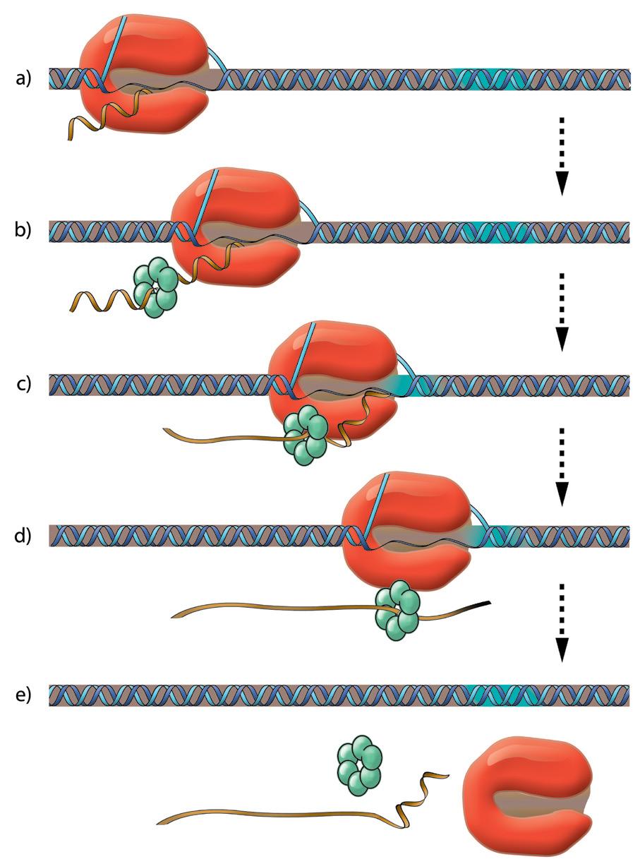 Essa proteína em forma de anel tem seis unidades idênticas e se liga ao RNA de fita simples assim que ele deixa a RNA polimerase.