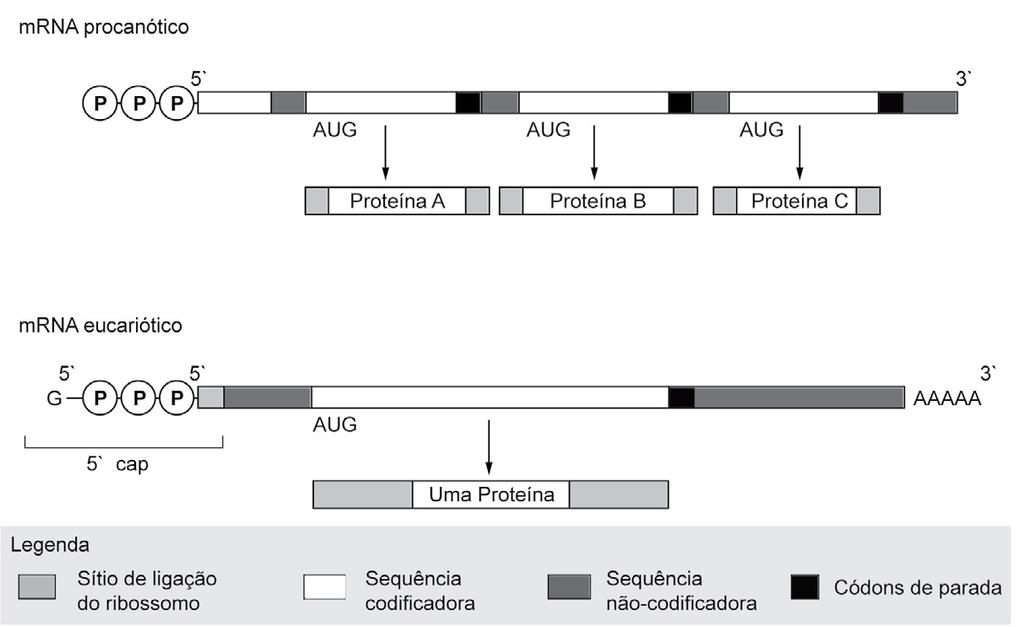 12 O RNA mensageiro dos eucariontes Os RNA que contêm a informação para a síntese de proteínas são denominados RNA mensageiros (RNAm).