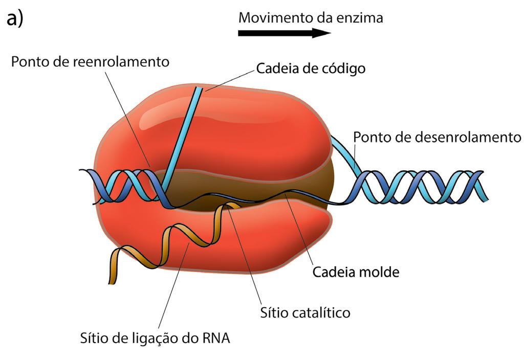 6 separados e uma das fitas da dupla hélice serve como molde para o RNA que está se formando.