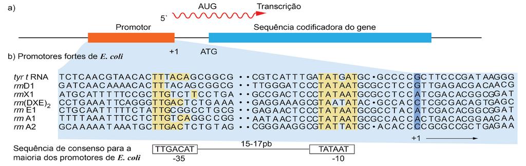 8 Toda região promotora contêm uma sequência de bases específica importante para marcar o local de início de síntese do RNA.