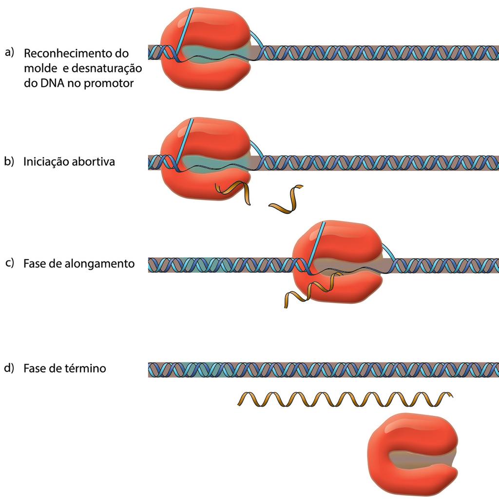 9 Figura 9. As quatro etapas (A - D) em que o processo de transcrição costuma ser dividido estão indicadas e envolvem diferentes tipos de interação entre o DNA e a polimerase do RNA.