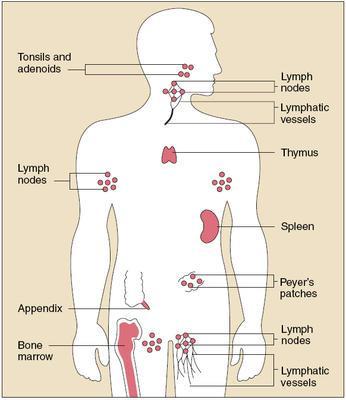 linfáticos associado a mucosas