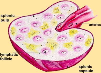 Constituição Cápsula de TCD fibras reticulares (colágeno) e musculares lisas Polpa branca nódulos linfáticos» linfócitos B» arteríola central bainhas linfáticas periarteriais» linfócitos