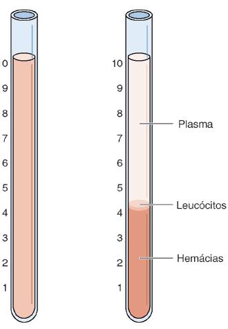 globulinas, fibrinogênio» fígado íons (Na +, Cl -, HCO 3-, Ca