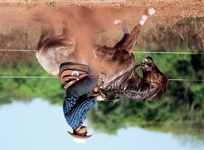 Homozigoto Filho de CHEROKEE REPEAT: Produtor de varios animais pontuados em corrida e produtor de TM Cherokee Hot Image, garanhão do Haras Flamboyant. Importado USA - Garanhão Homozigoto.