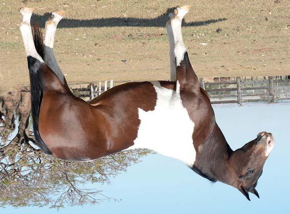 No Brasil produziu Campeões em Rédeas, Working Cow Horse, Laço e Vaquejada, que já somam 888 pontos, com destaque para: Wit Dunnit Pec, Hollywood Country, Cowboy Dun It, Tensor Doc Dun, Country Miss