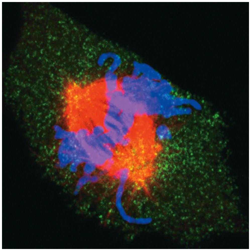 REGULAÇÃO DO CICLO CELULAR DOS EUCARIOTOS Ciclo Celular e mitose Célula de rim de rato em metáfase.