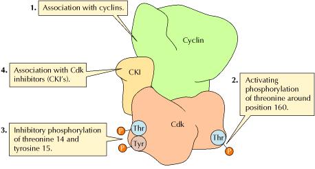 Mecanismos de regulação no complexo ciclina-cdk Quatro mecanismos moleculares regulam a atividade das quinases dependentes de ciclina (CdK) 1.