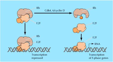 A proteína RB: guardiã do ciclo celular - G1 Regulação da fase G1-S Regulação do ciclo celular por Rb e E2F Rb na sua forma não fosforilada liga-se a E2F reprimindo a transcrição de genes regulados