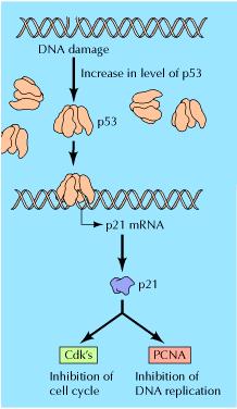 Checkpoint em G1 - Papel da proteína p53 (codificada por gene supressor de tumor) DNA danificado aumenta os níveis intracelular de p53 o qual ativa um fator de transcrição chamado p21.