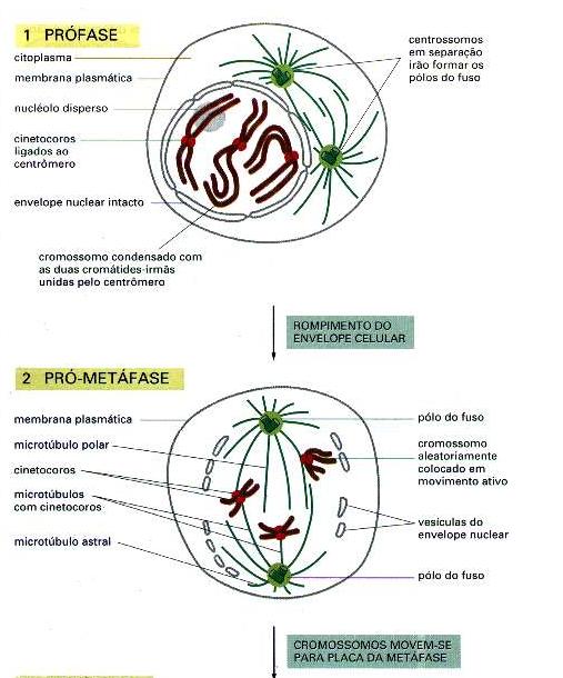 -DNA replicado e cromátides irmãs associadas, cromossomos condensados -no citoplasma os centrossomos já replicados e separados