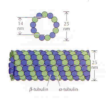 Microtubulos Dímeros de alfa e betatubulinas polimerizam para formar microtubulos, os quais são compostos por 13 protofilamentos montandos em núcleo cilindríco Como actina,