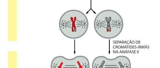 cromátides-irmãs.