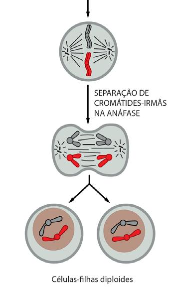 Comparação entre meiose e ciclo celular