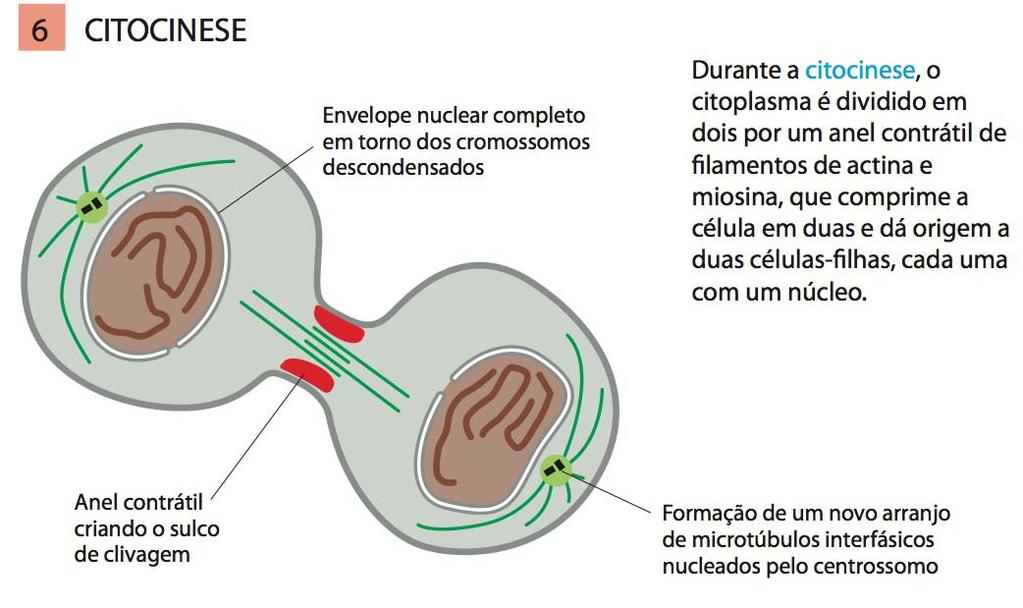 Os principais