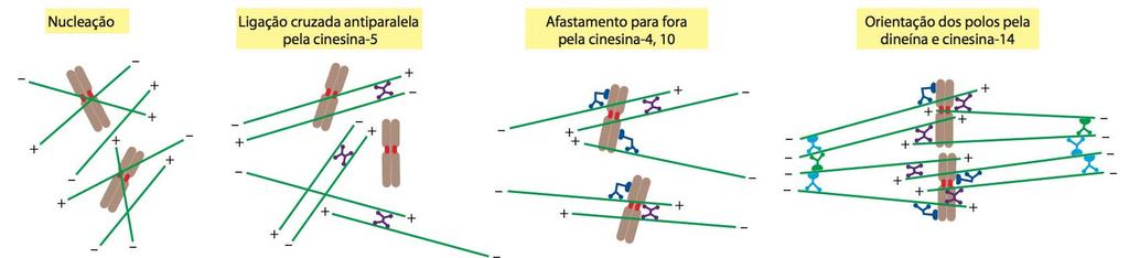 Ciclo Celular - Mitose Principais proteínas motoras do fuso Dineína e cinesina 14