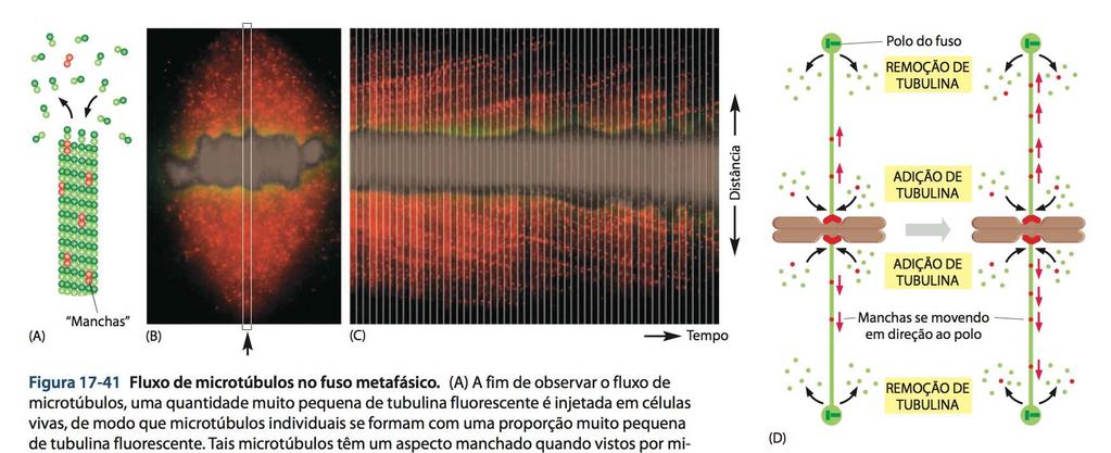 Ciclo Celular - Mitose Fluxo de microtúbulos no fuso metafásico O comprimento dos microtúbulos não se alteram