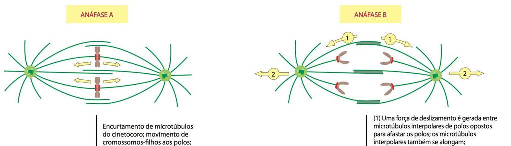 Ciclo Celular - Mitose Principais forças que separam