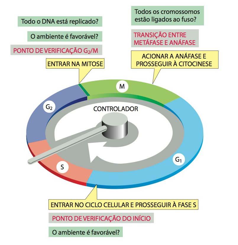 O controle do ciclo celular O