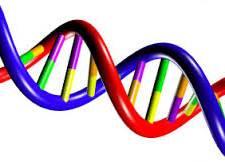 material genético. o Óvulos e espermatozóides contém 50% do material genético.