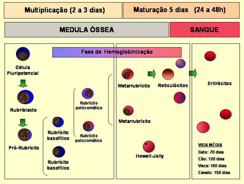 14 Figura 2. Esquematização da eritropoiese na medula óssea de animais adultos FONTE: LOPES, S. T. P., BIONDO, A. W., SANTOS, A. P.; Manual de Patologia Clínica/ UFSM, 2007 2.