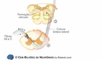 (via direta); Fibras neospinotalâmicas: - Medula tálamo