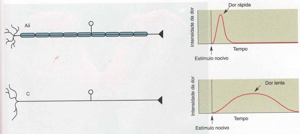 DOR LENTA OU CRÔNICA Aδ C - envolve diversos fenômenos - sangramento leva a anóxia; lesão celular e inflamação - diversas células produzem substâncias algogênicas