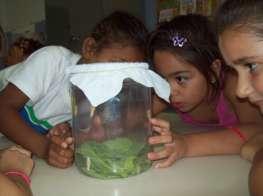 observações: Figura 2 Crianças observando as lagartas em um recipiente plástico. - As lagartinhas cresceram. (A., 5 anos) - As lagartinhas comeram a folhinha. (M., 5 anos) - Elas fizeram cocô. (S.